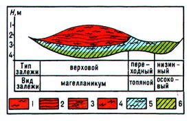 стратиграфический разрез торфяной залежи