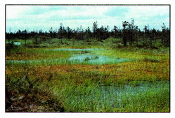 грядово-озерный верховой фитоценоз
